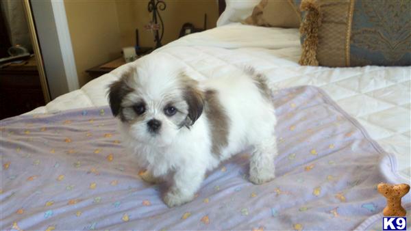 Lhasa Apso Puppies